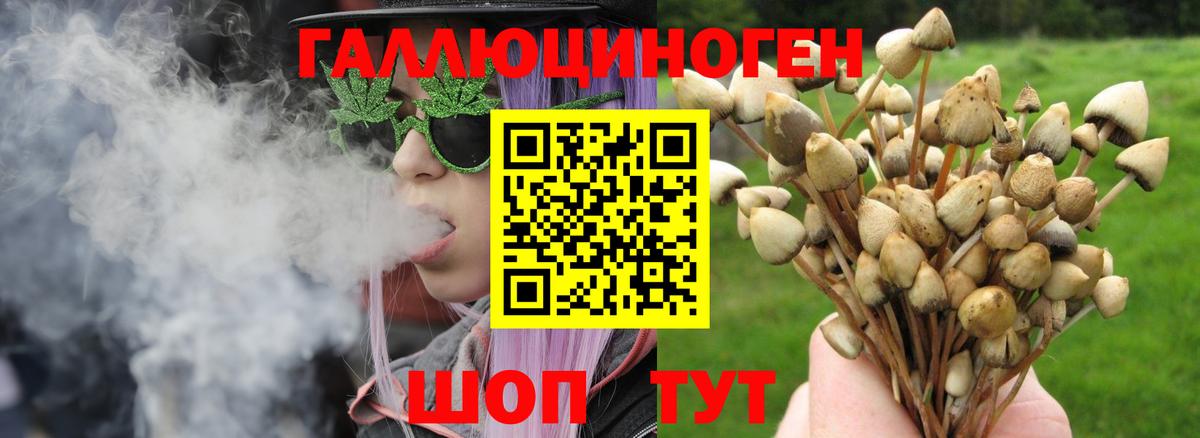 Советская Гавань  Псилоцибиновые грибы Cubensis  Вход с VPN 